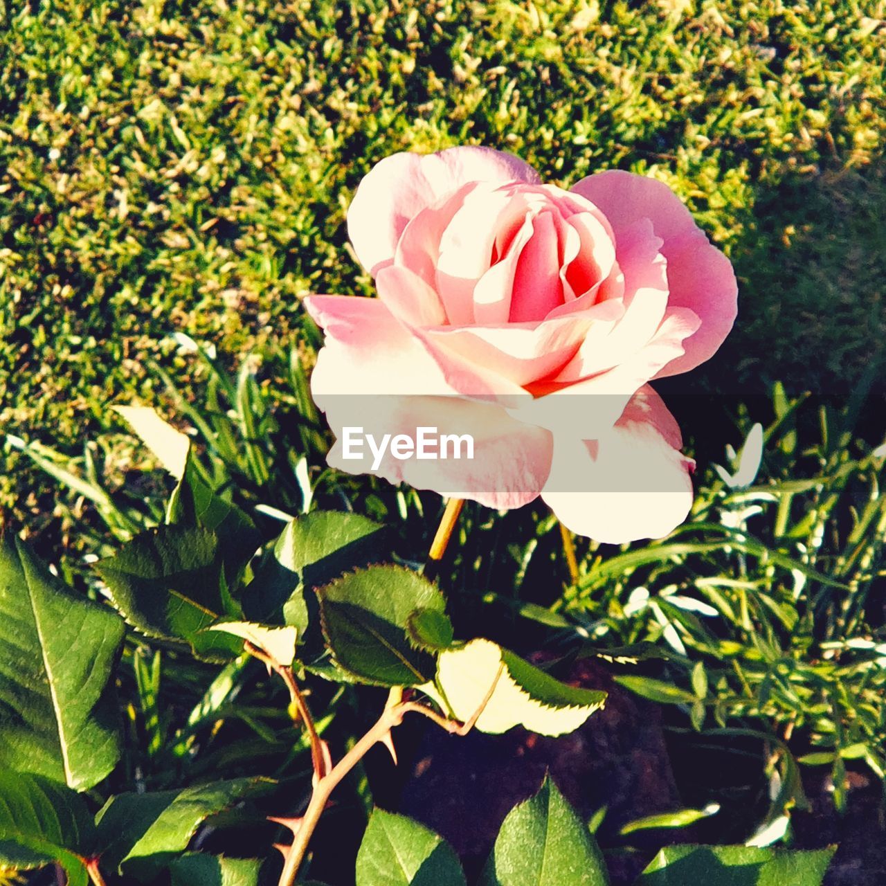 CLOSE-UP OF PINK ROSES