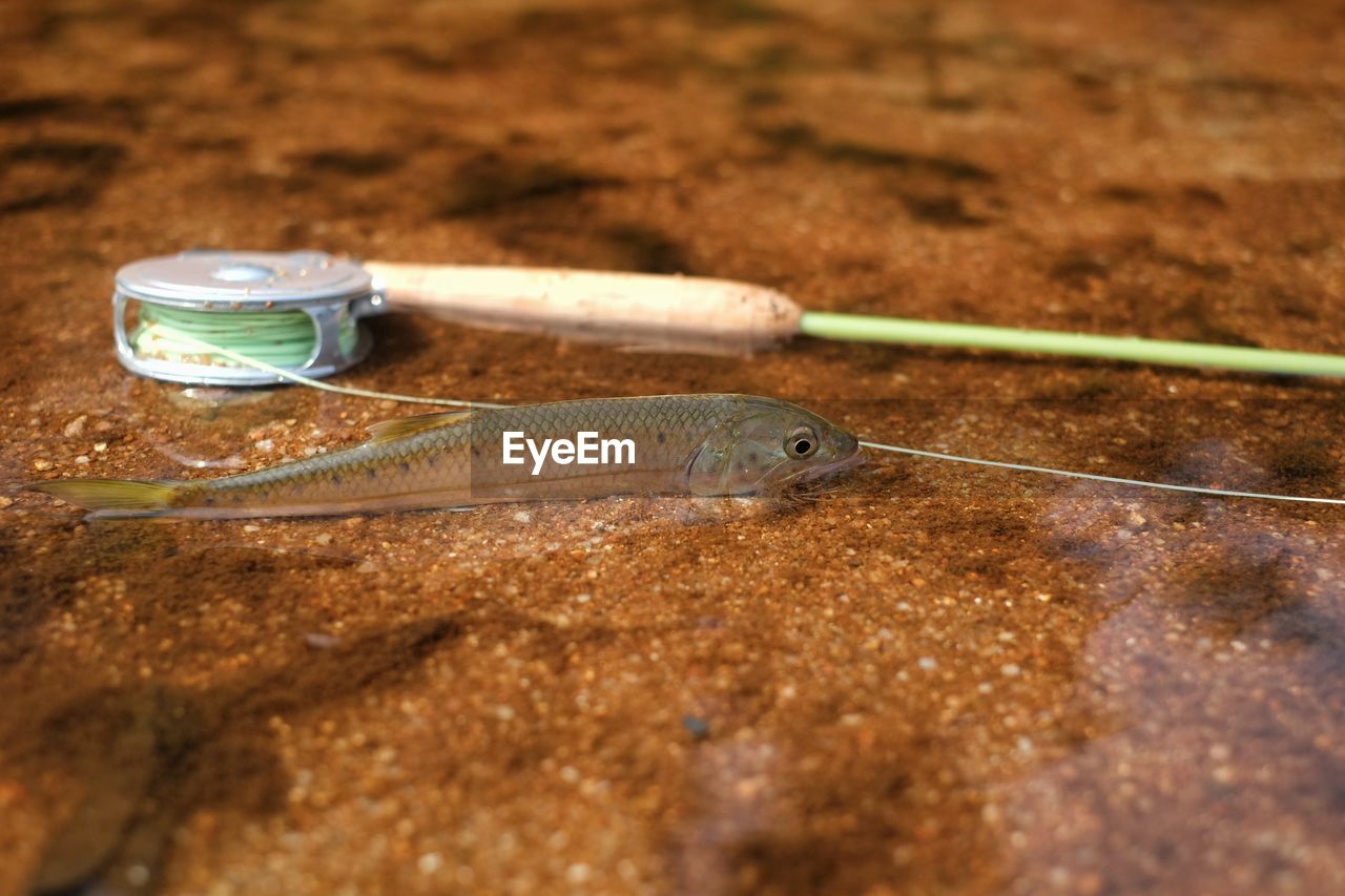 HIGH ANGLE VIEW OF WATER ON LAND