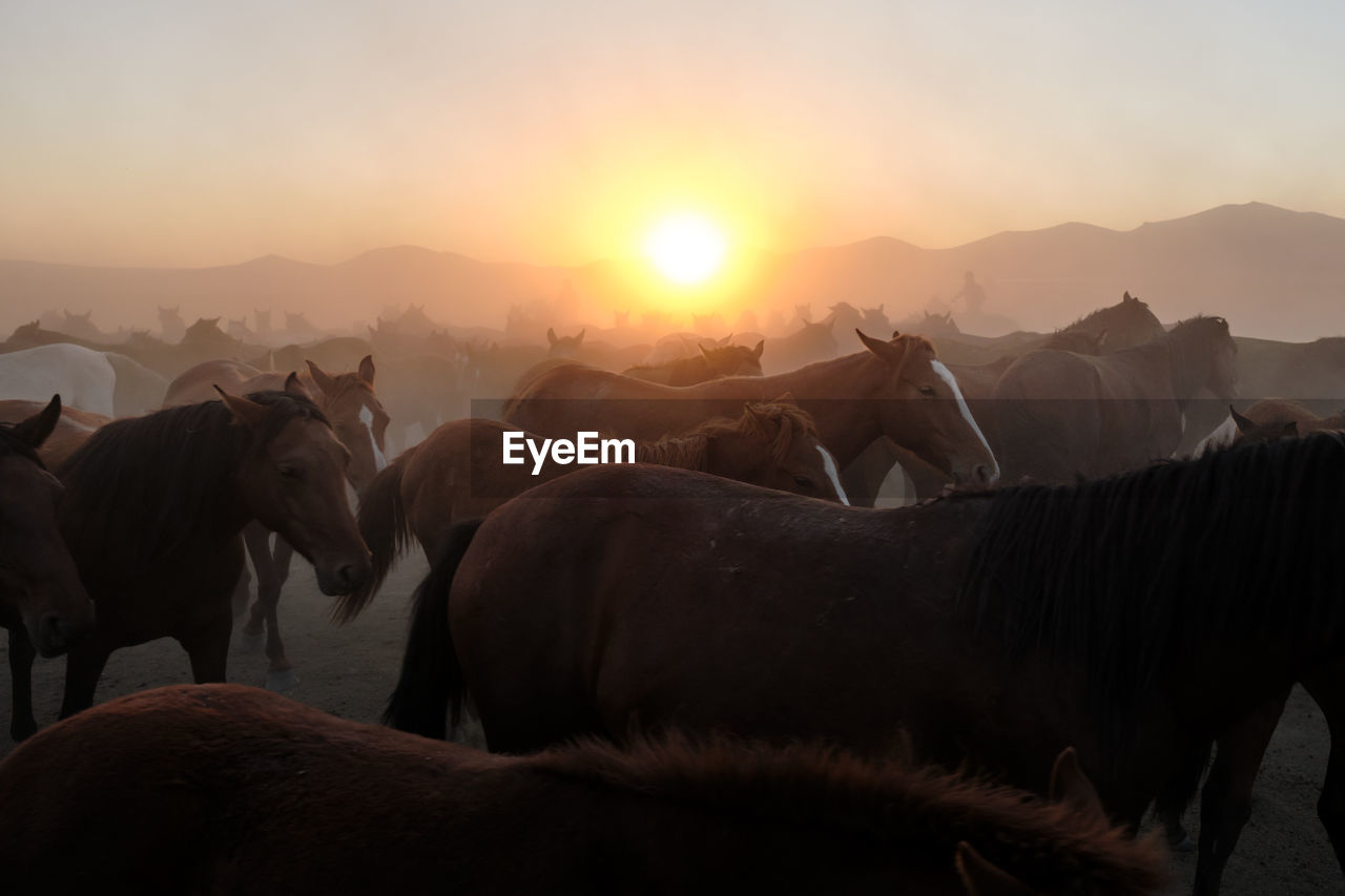 side view of horses on field during sunset