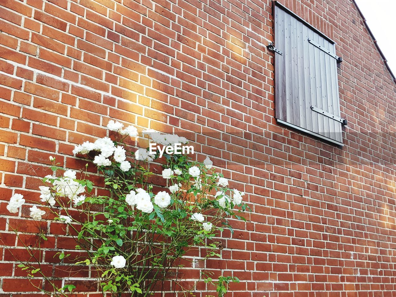 FLOWER PLANTS AGAINST BRICK WALL