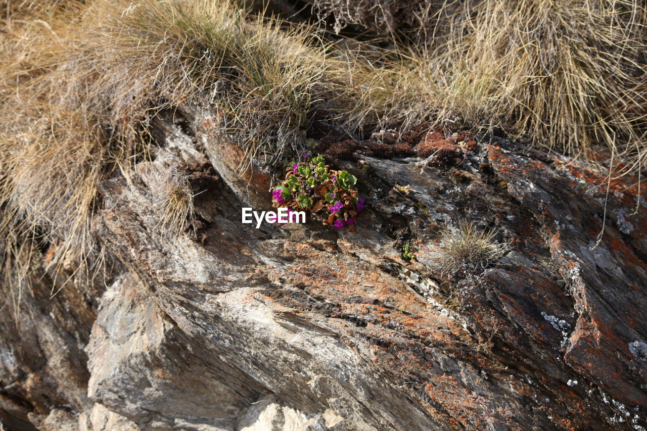 HIGH ANGLE VIEW OF FLOWERING PLANT BY ROCK