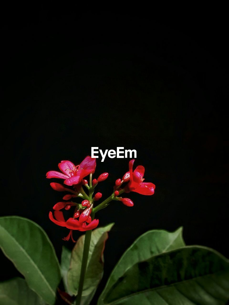 Flowers on black background