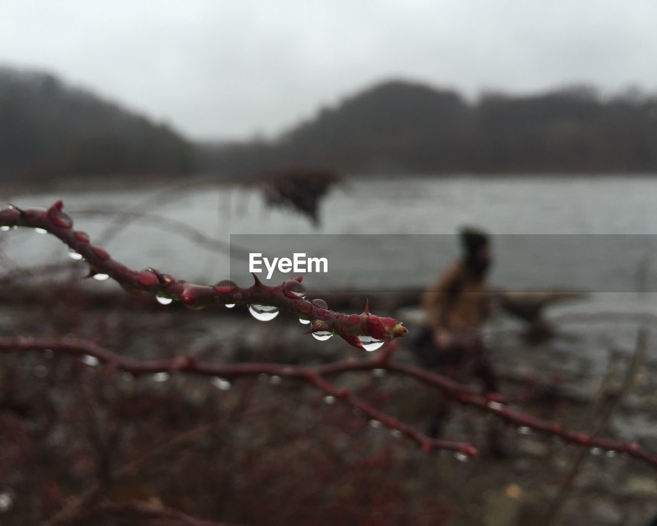 Close-up of raindrops on twig at lakeshore