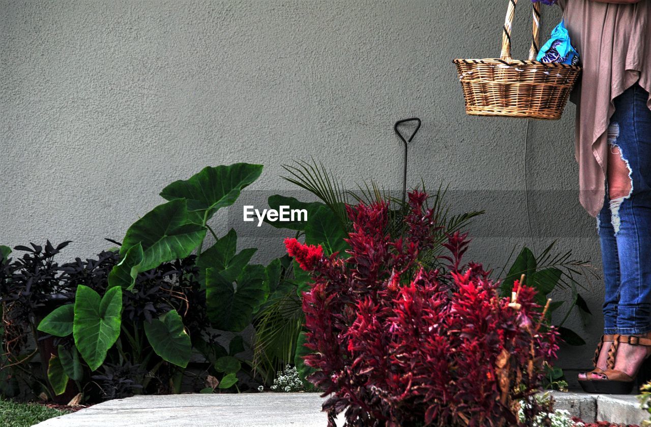 Low section of woman standing by plants at yard