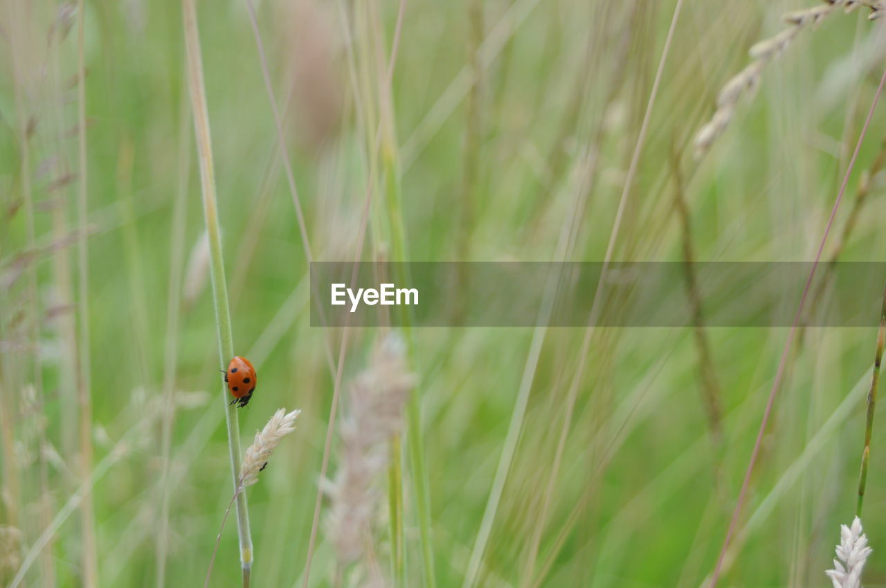 LADYBUG ON A PLANT