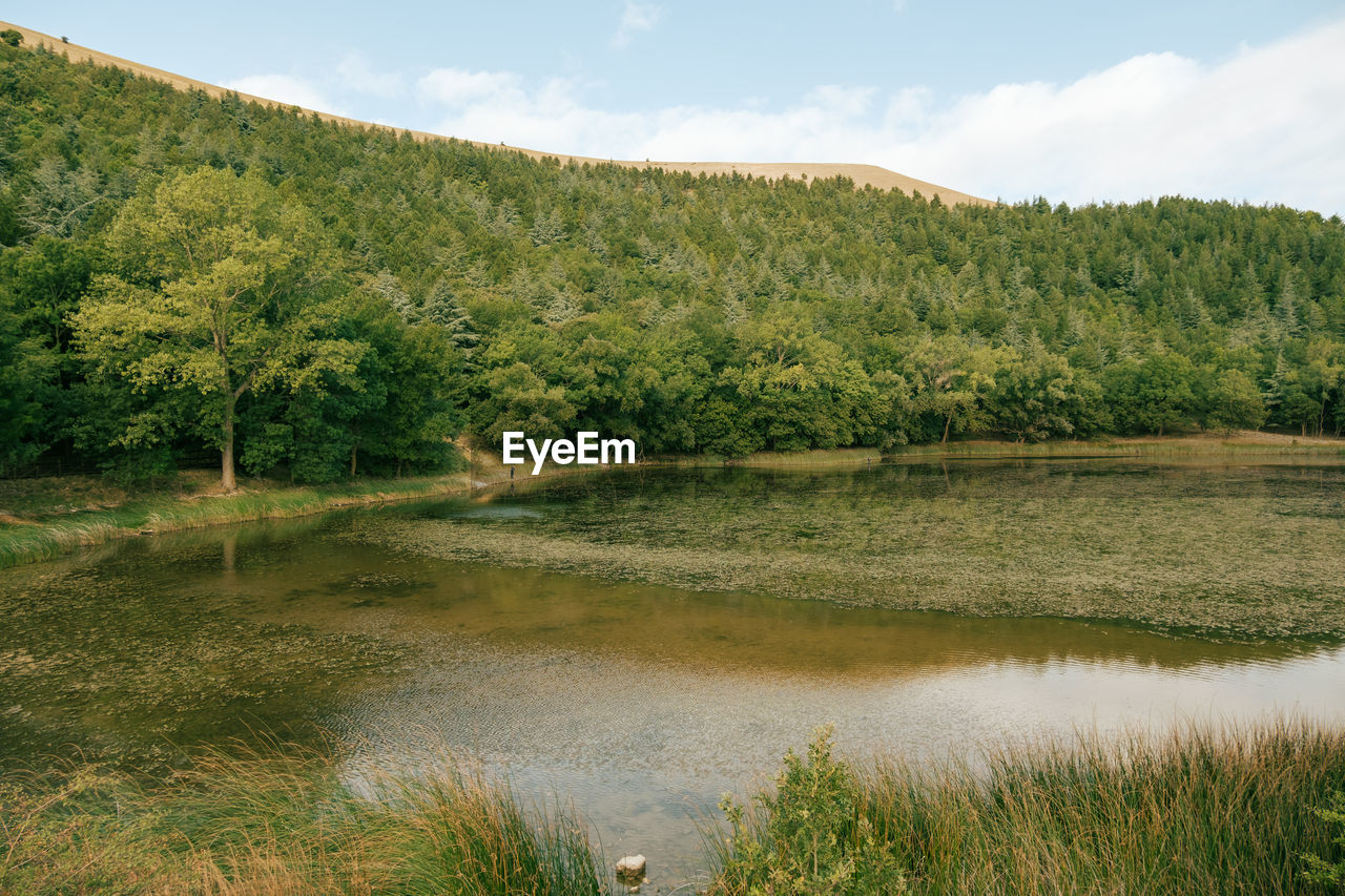 Scenic view of lake and forest against sky