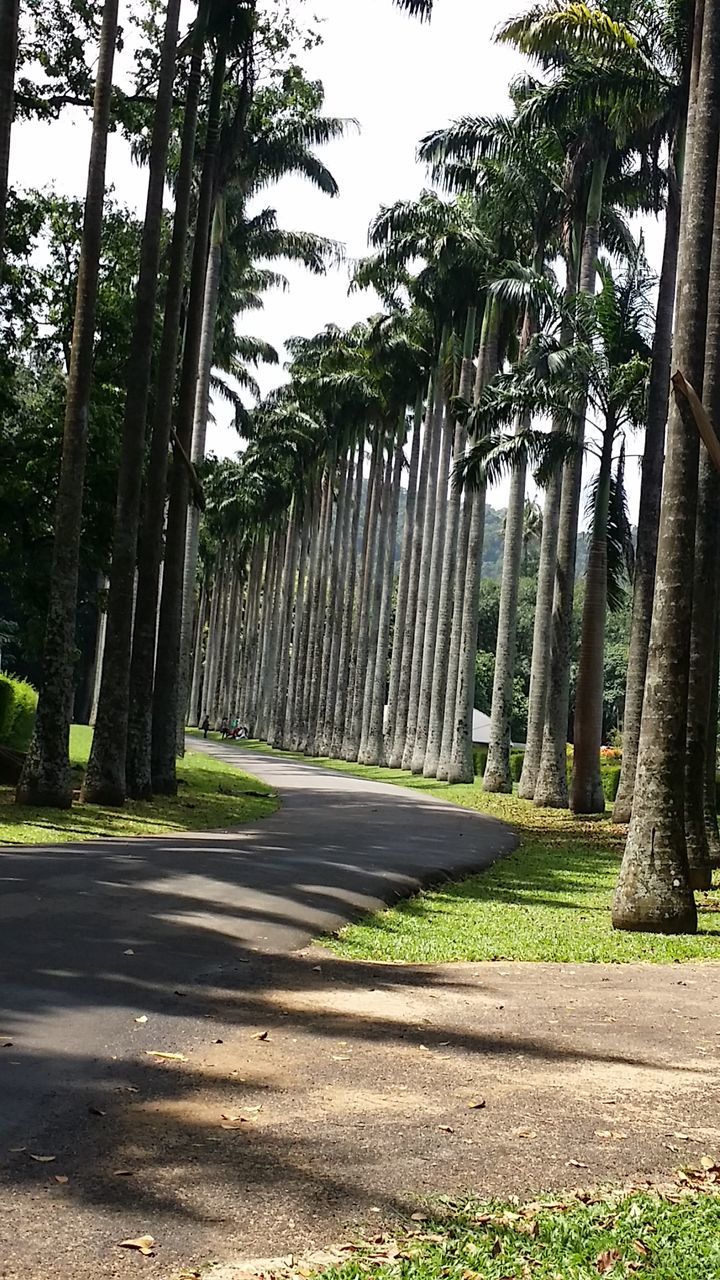 TREES IN GRASS