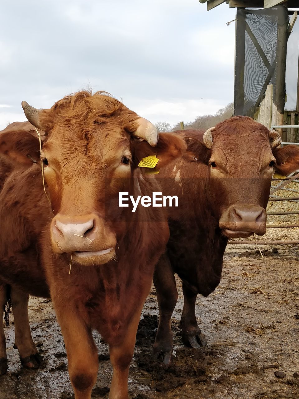 PORTRAIT OF COW STANDING ON FIELD