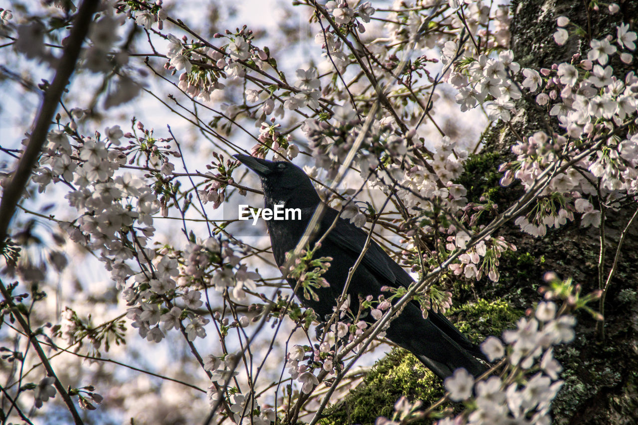 Low angle view of raven perching on cherry tree during springtime