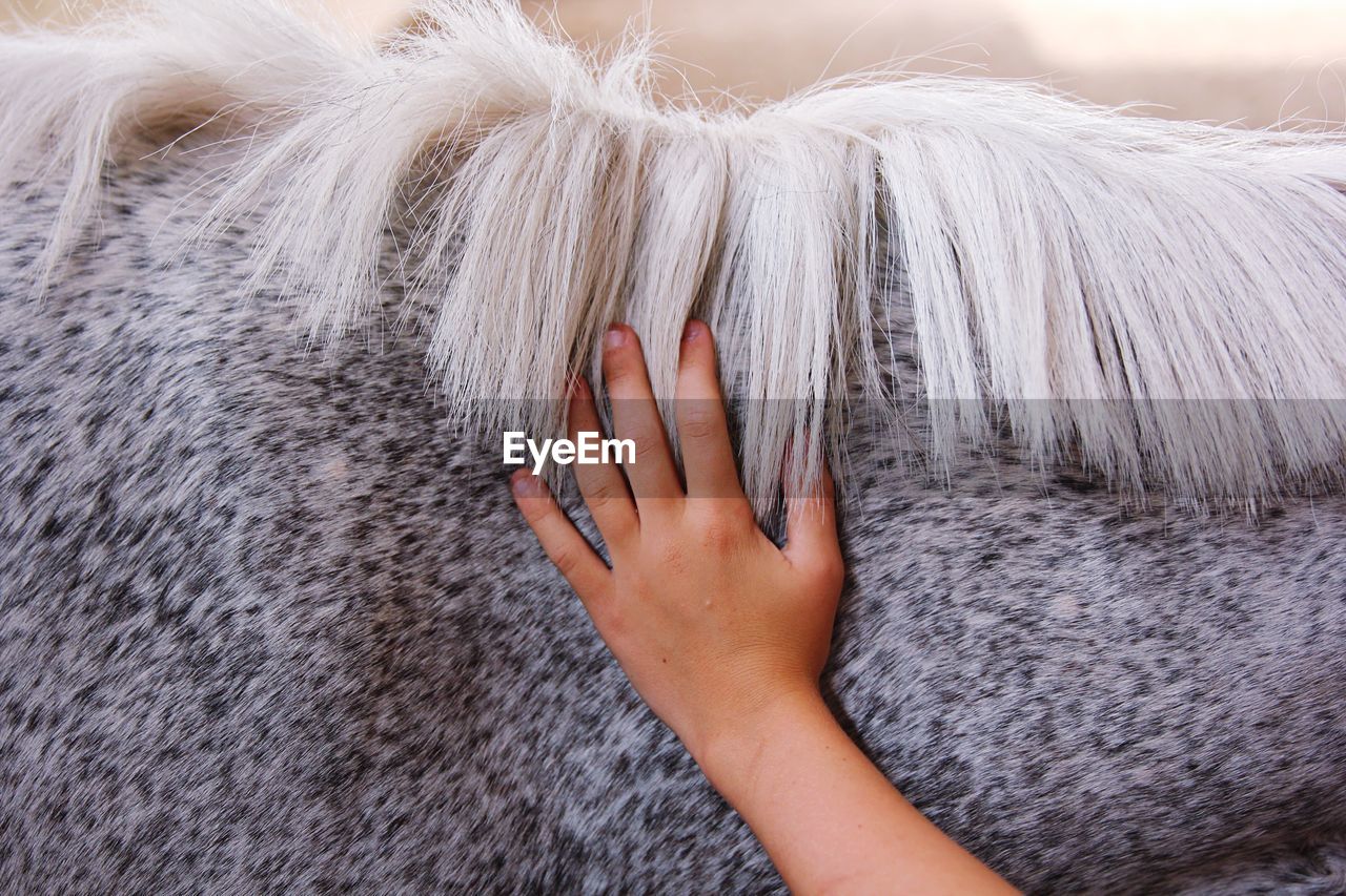 Close-up of hand touching horse