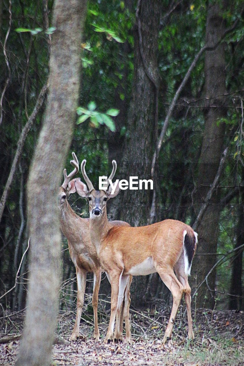 Deer standing in a forest