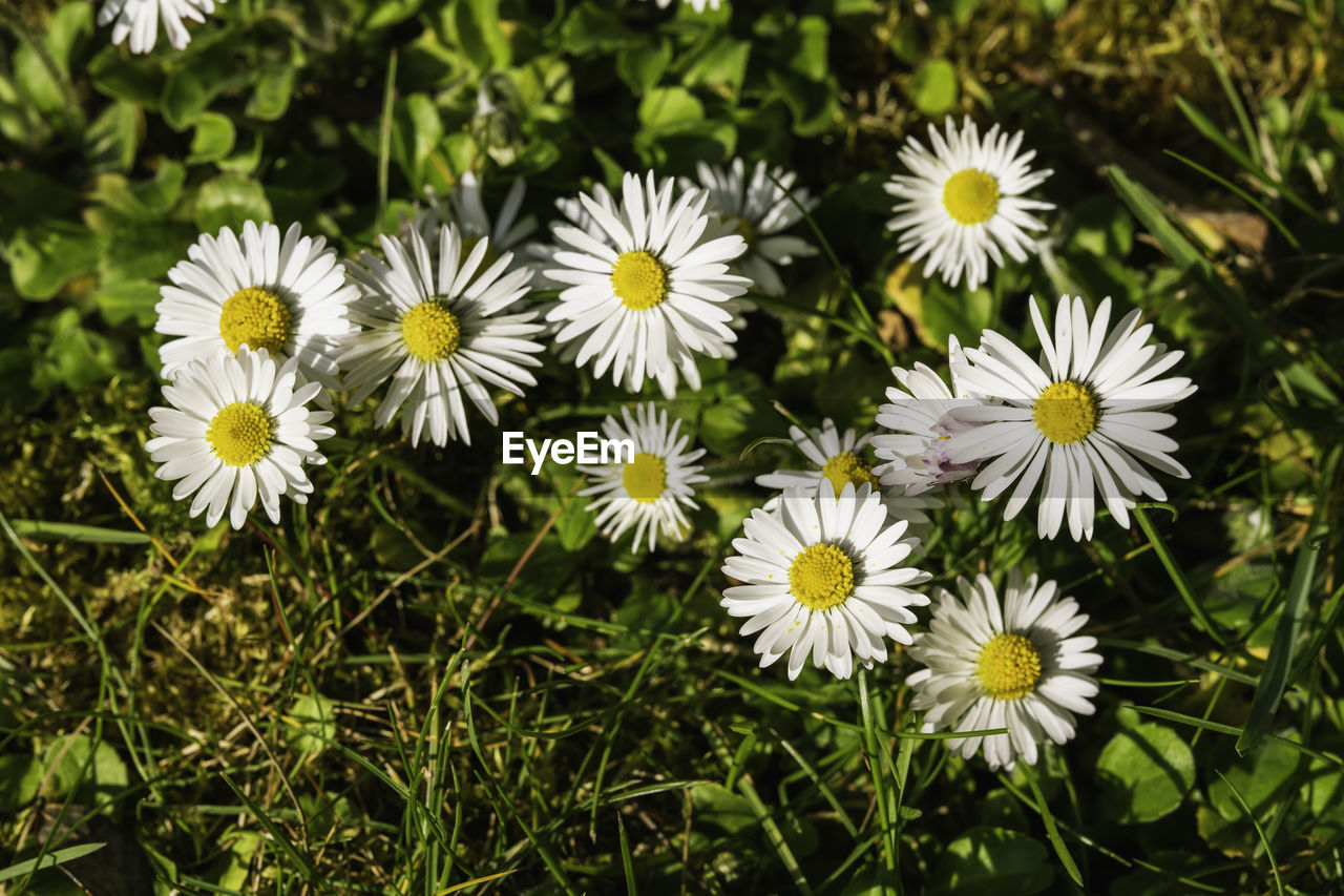 plant, flower, flowering plant, freshness, beauty in nature, fragility, growth, daisy, flower head, white, inflorescence, nature, petal, meadow, close-up, grass, no people, green, high angle view, wildflower, day, pollen, field, outdoors, botany, land