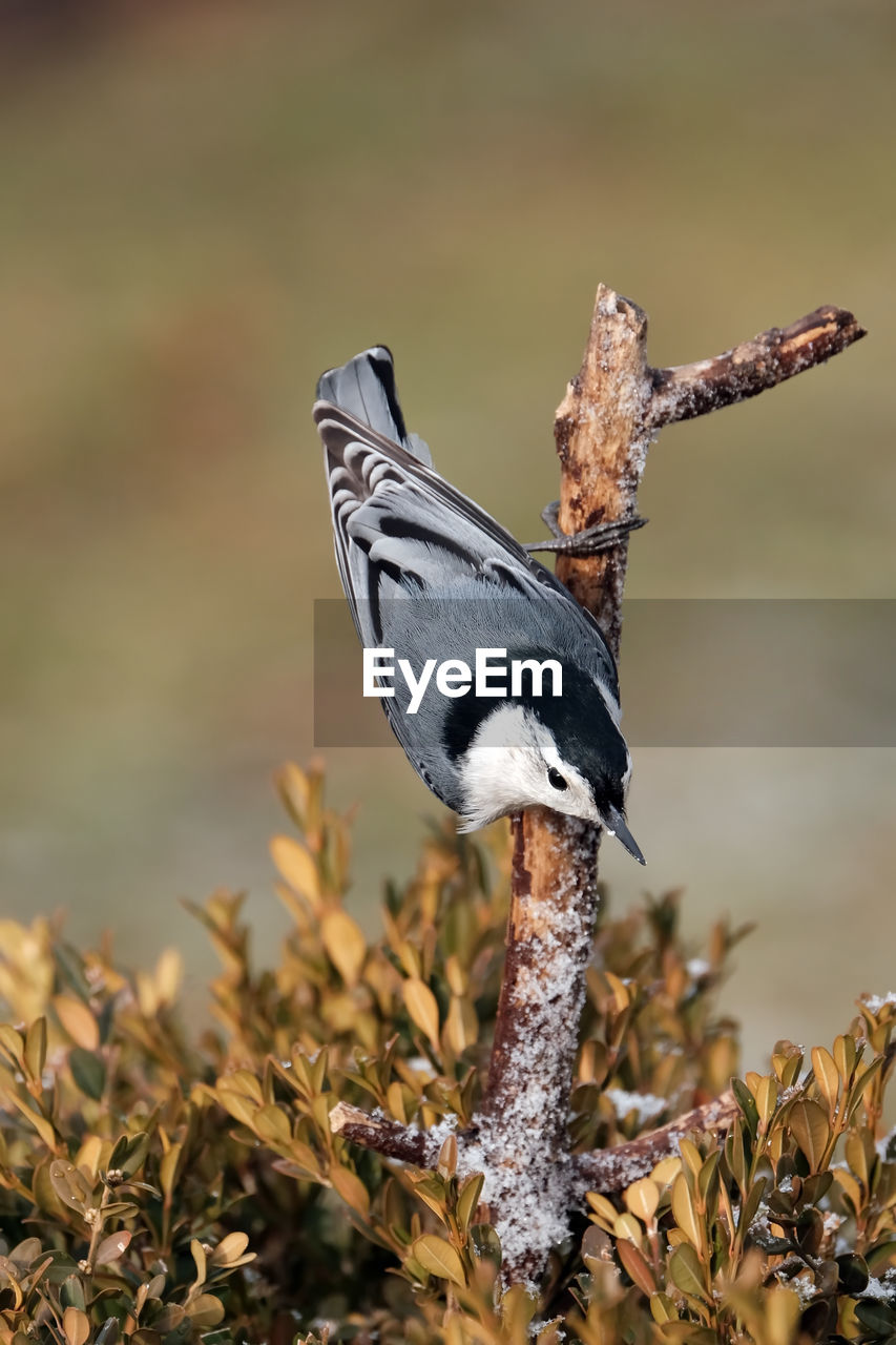 White-breasted nuthatch