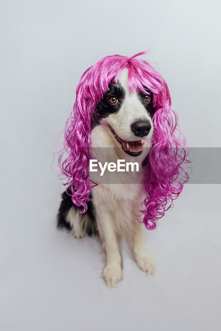 close-up portrait of dog against white background