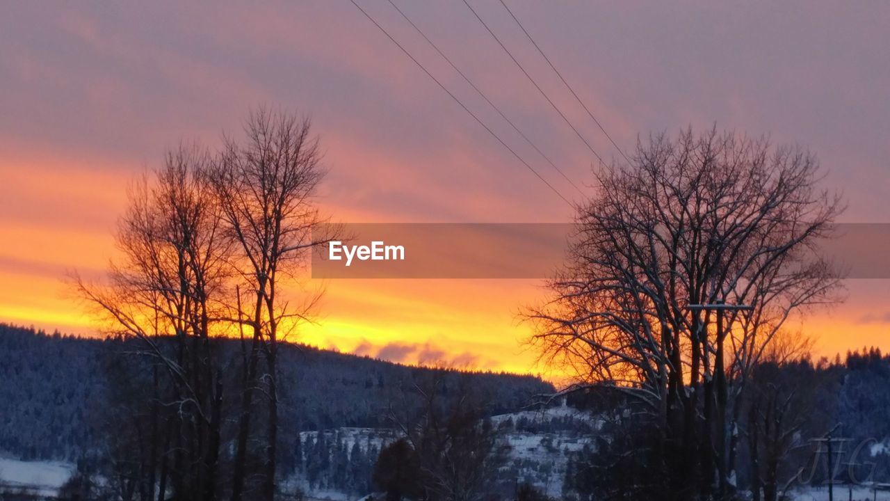 BARE TREES ON SNOW AGAINST SKY DURING SUNSET