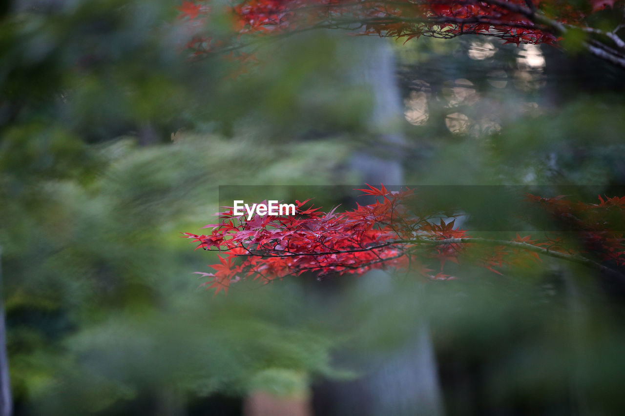 RED MAPLE LEAVES ON TREE IN FOREST