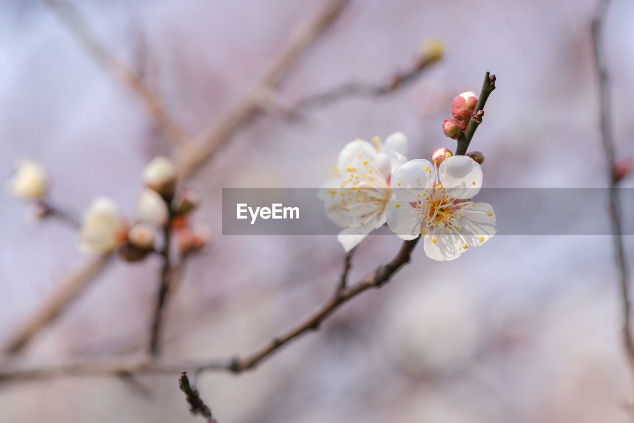 plant, flower, flowering plant, blossom, tree, freshness, fragility, beauty in nature, springtime, branch, spring, growth, nature, close-up, produce, cherry blossom, focus on foreground, food, no people, macro photography, twig, day, outdoors, flower head, almond tree, fruit, white, selective focus, food and drink, petal, inflorescence, pollen, botany, fruit tree, plum blossom, cherry tree, almond, pink