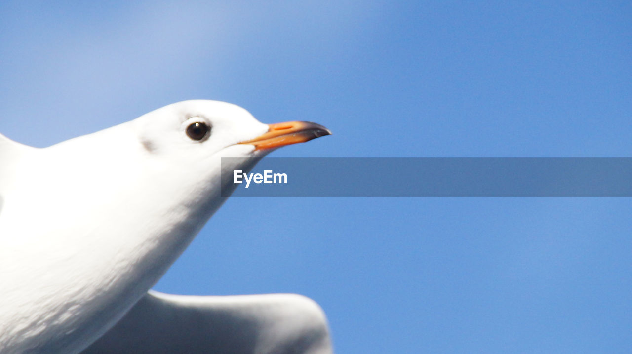 bird, animal themes, animal, wildlife, animal wildlife, one animal, beak, gull, seabird, blue, european herring gull, nature, no people, white, animal body part, day, seagull, copy space, sky, close-up, clear sky, outdoors, dove - bird, side view, low angle view, wing