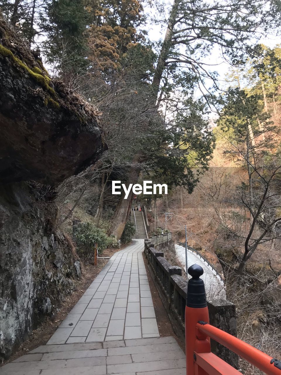 FOOTBRIDGE OVER FOOTPATH IN FOREST