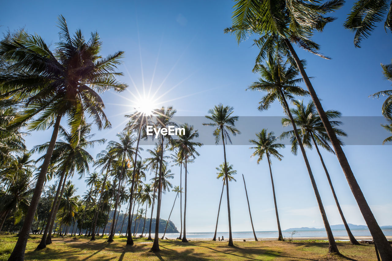 Low angle view of coconut palm trees against sky