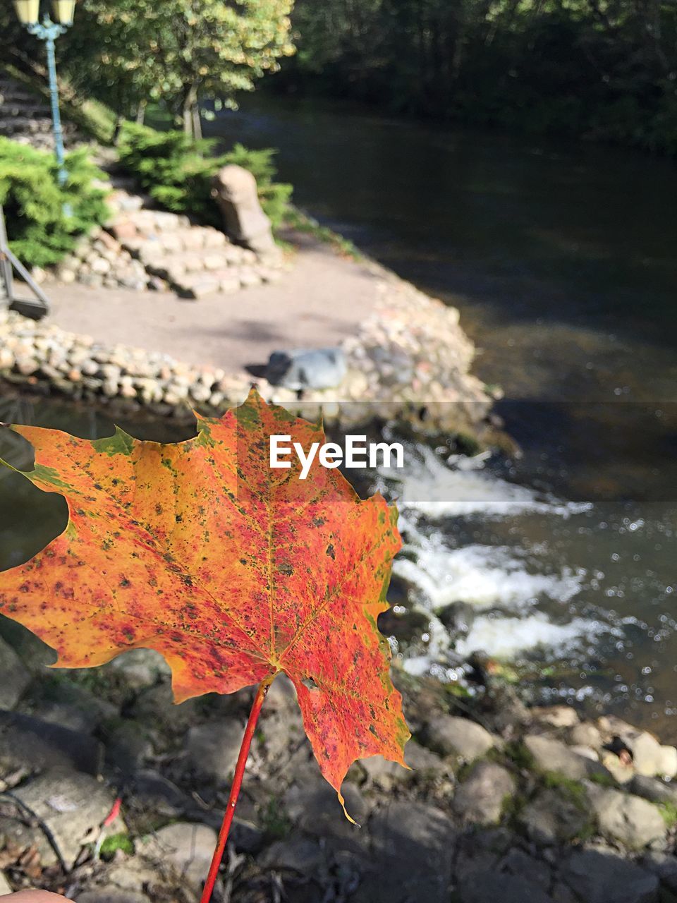 Close-up of dry maple leaf by stream during autumn