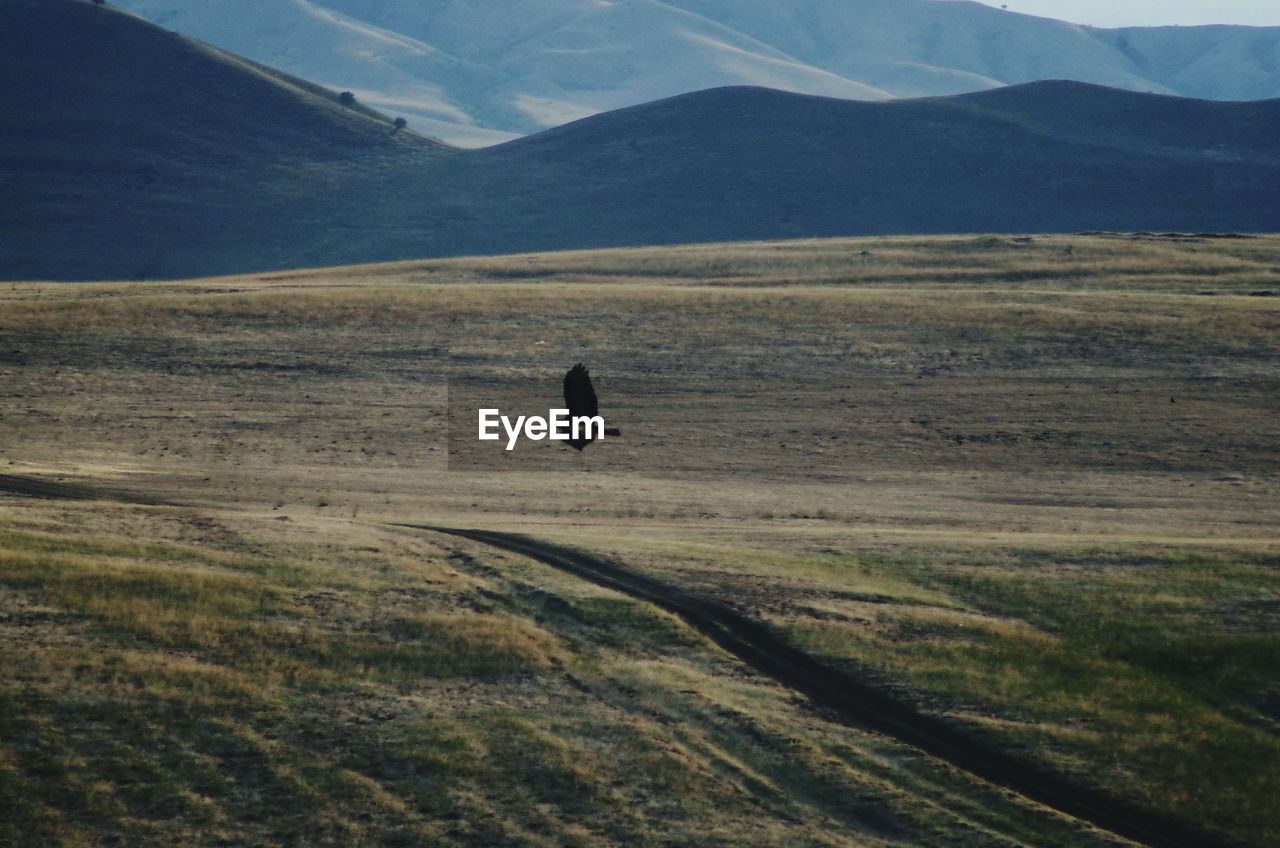 Eagle flying over landscape against mountains