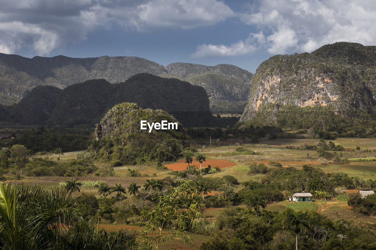 TREES ON LANDSCAPE AGAINST MOUNTAINS