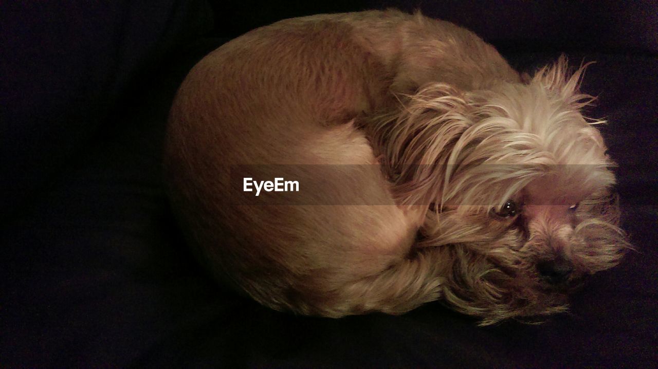 Close-up of brown dog sitting on sofa