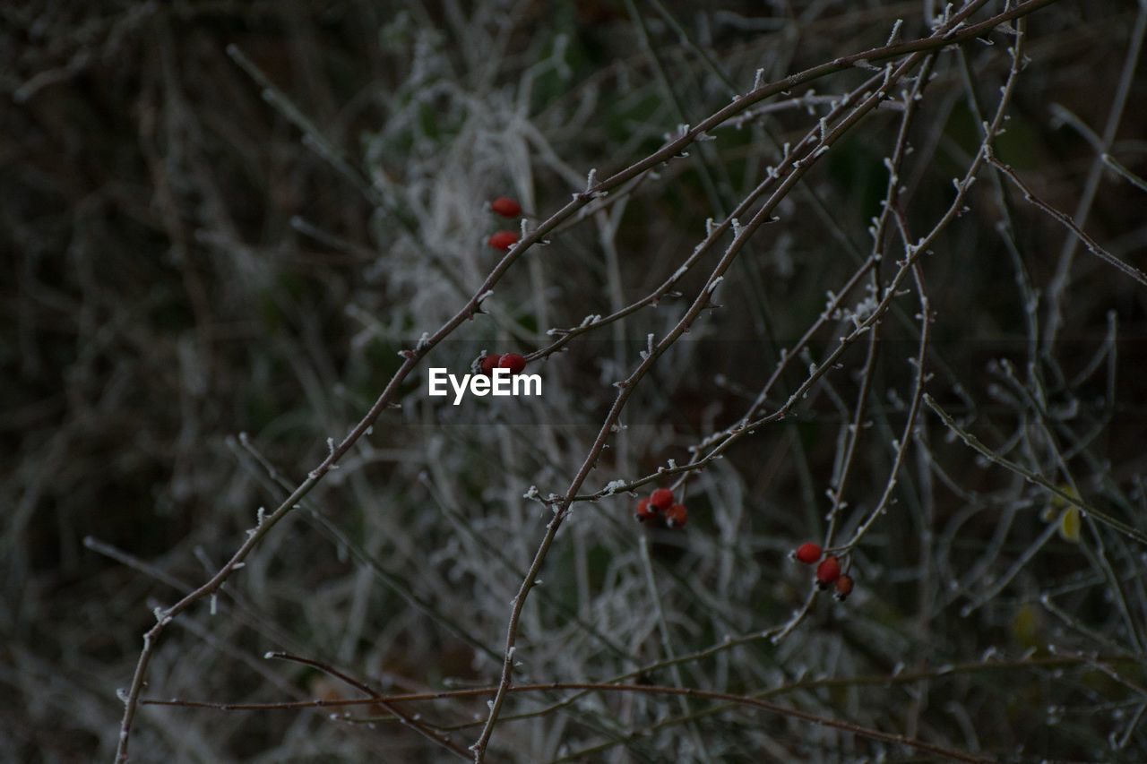 FULL FRAME SHOT OF SPIDER WEB ON TWIG