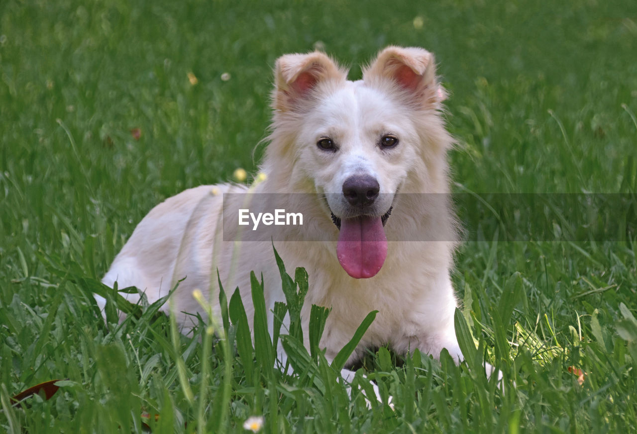 PORTRAIT OF DOG LYING ON GRASS