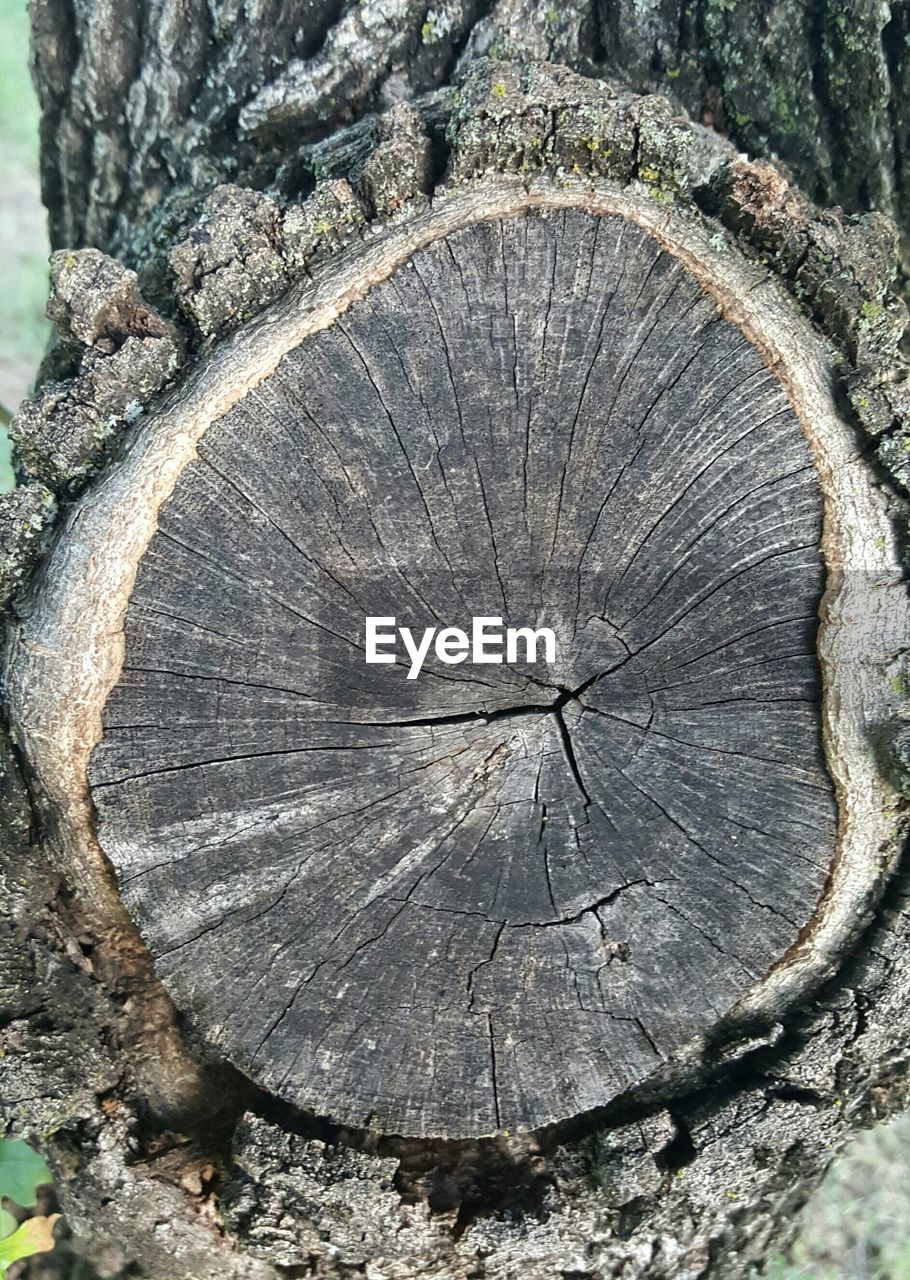 Close-up of tree stump