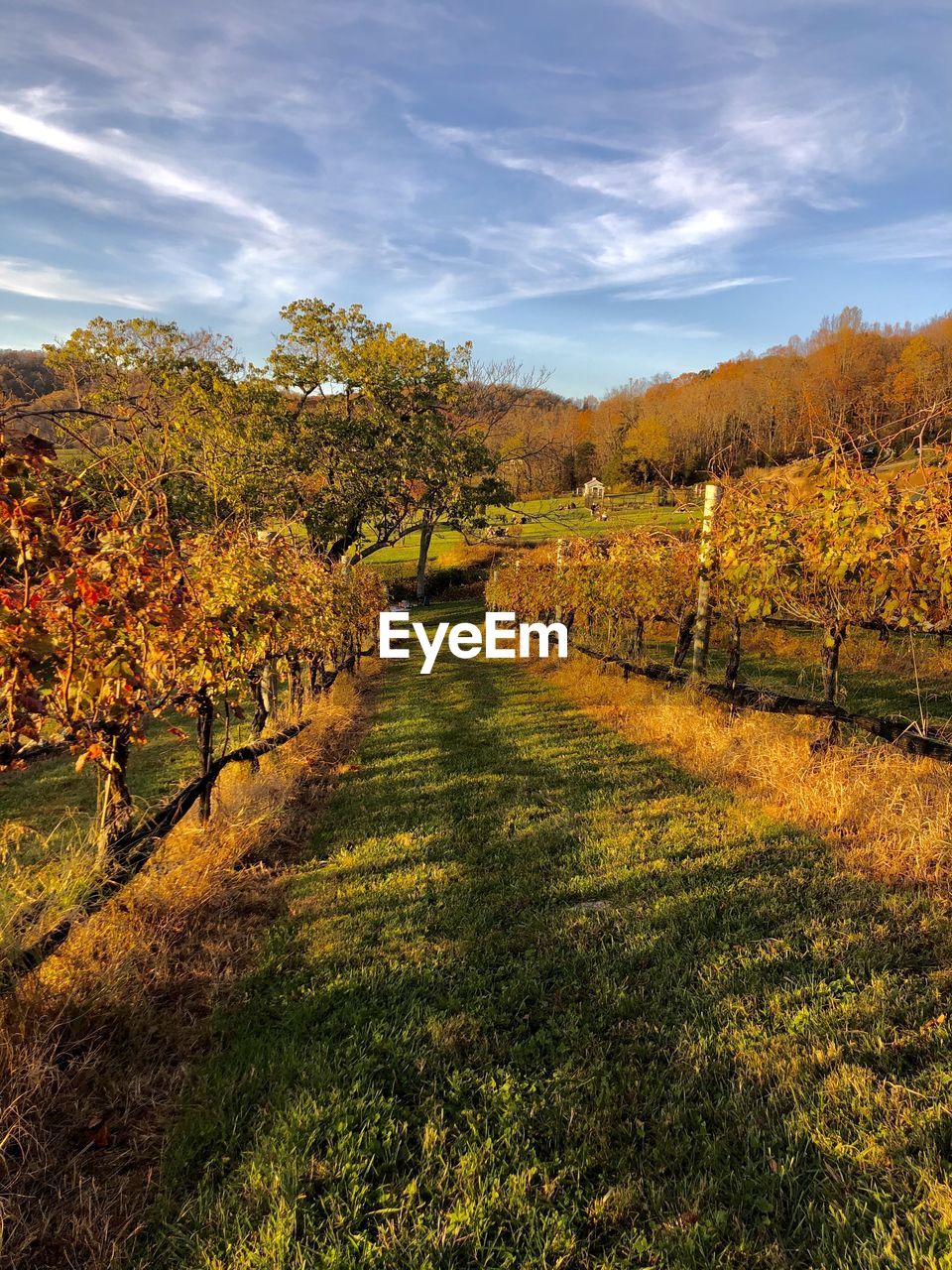 A walking path between rows of vines in a vineyard against sky during autumn