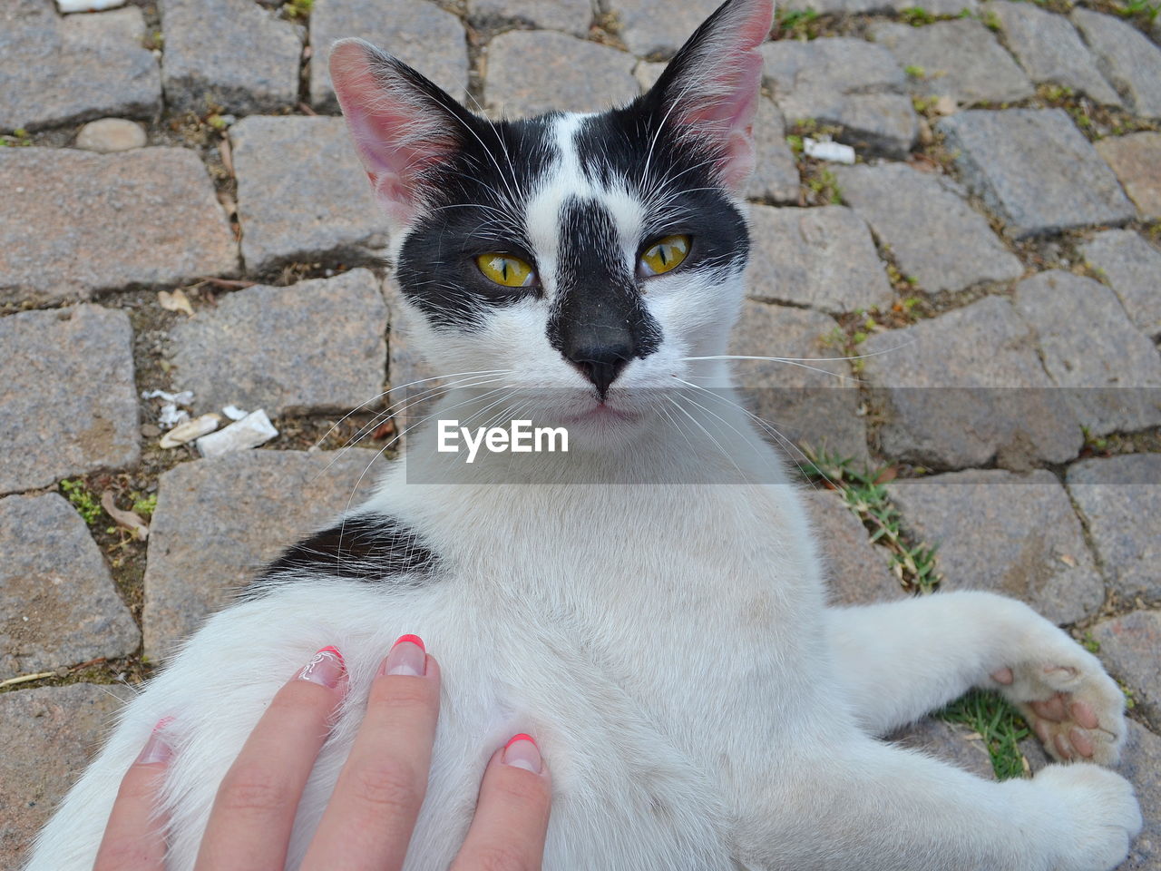 Close-up of hand holding cat