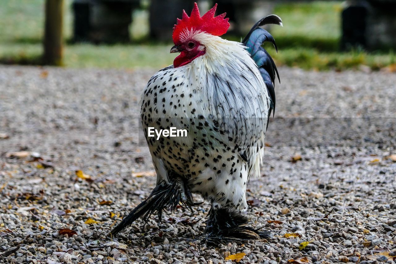 Close-up of rooster on field