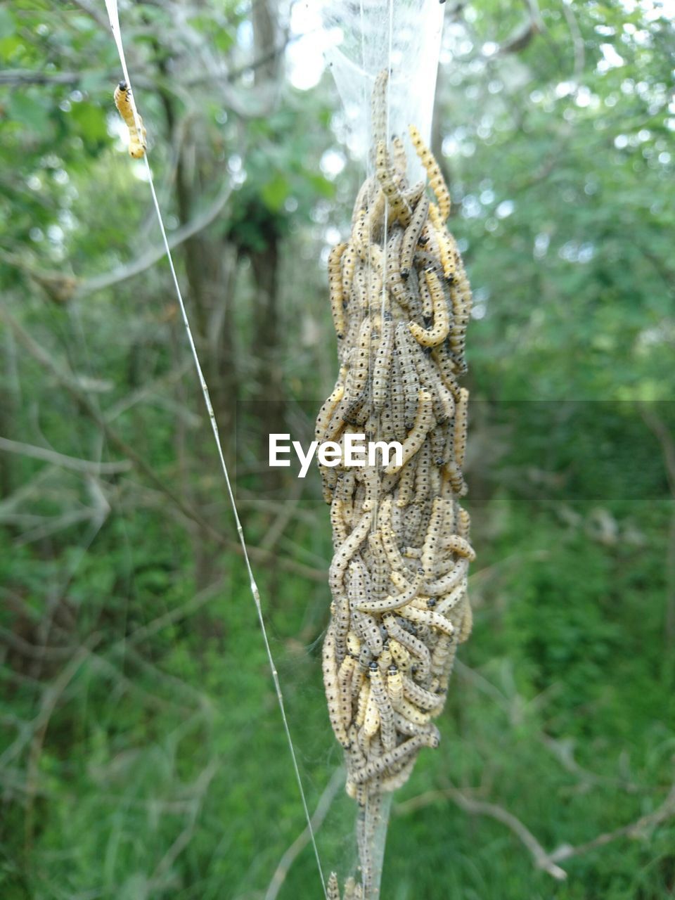 Close-up of plant against blurred background