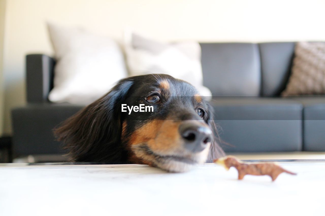 Close-up portrait of dog lying on sofa at home