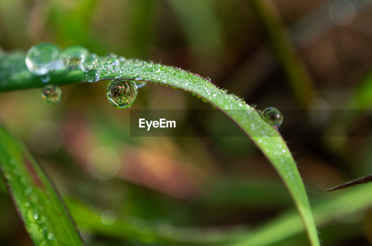 CLOSE-UP OF RAINDROPS ON LEAF