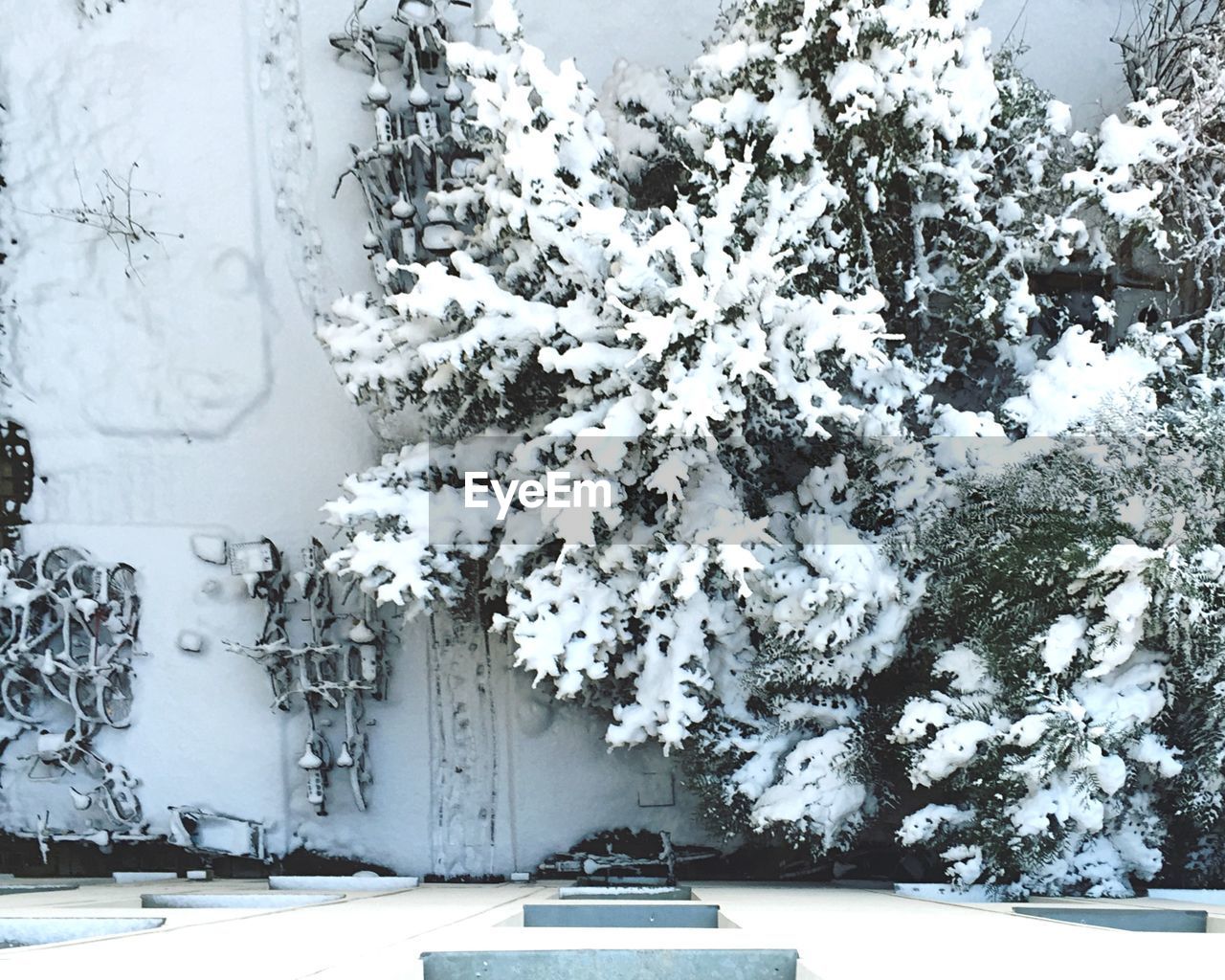 Frozen tree against wall