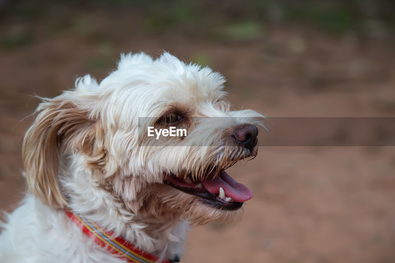 Close-up of a dog looking away