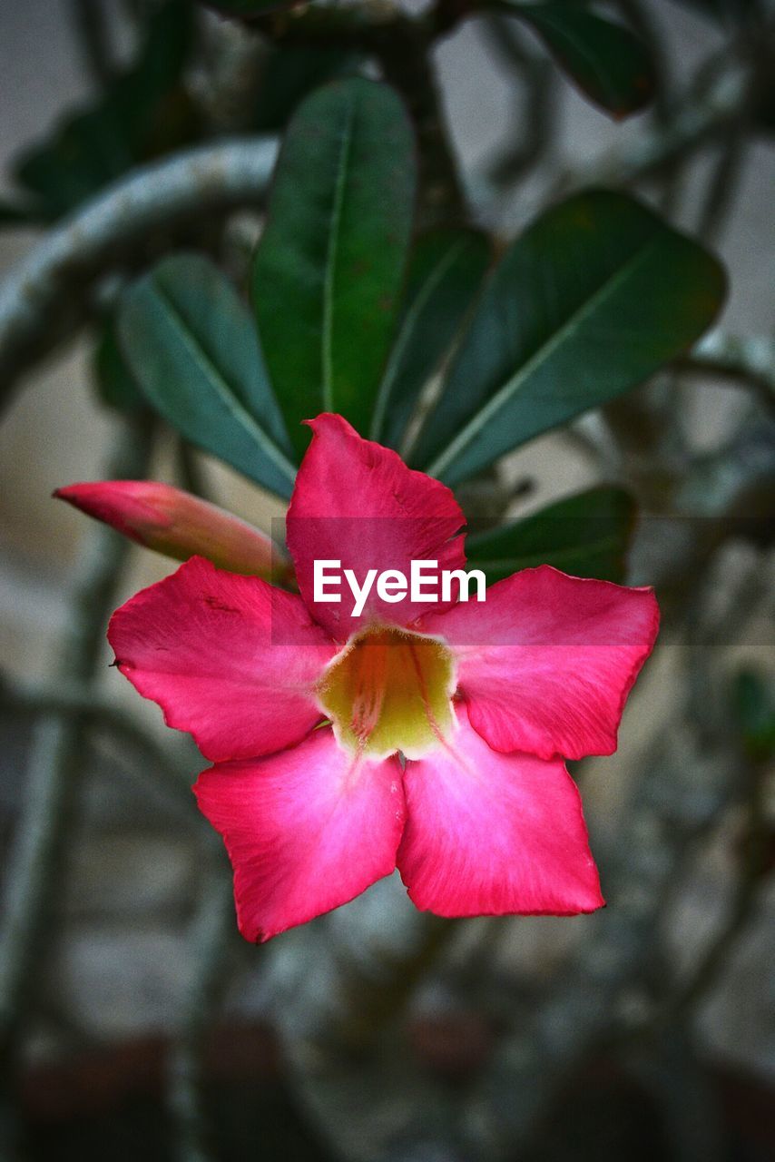 CLOSE-UP OF PINK HIBISCUS BLOOMING OUTDOORS