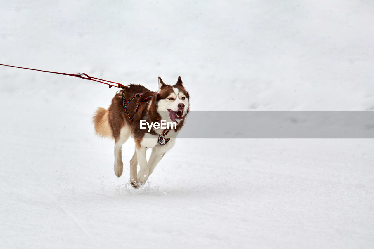 Running husky dog on sled dog racing. winter dog sport sled team competition. siberian husky dog