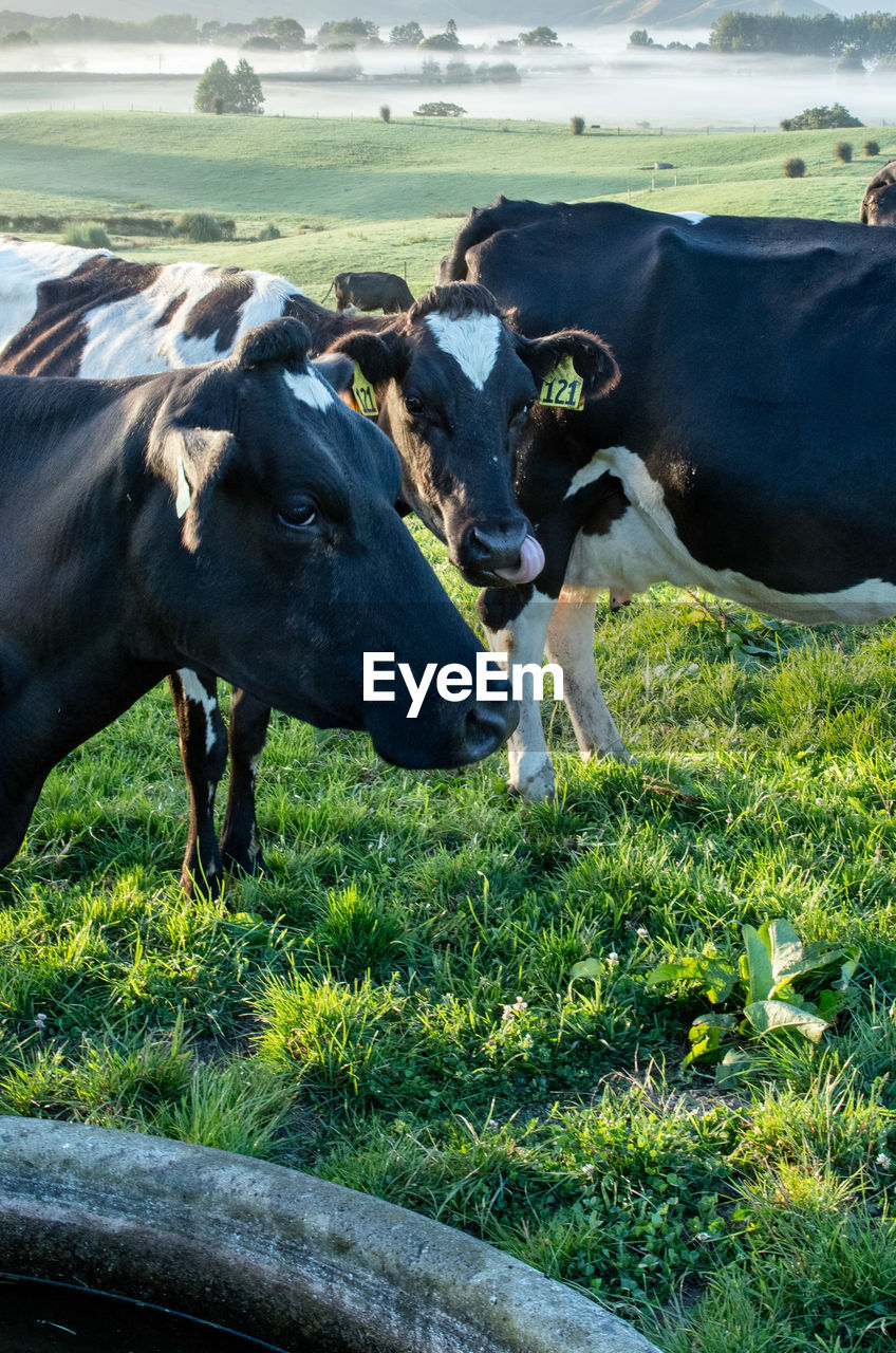 Cattle standing on grassy field
