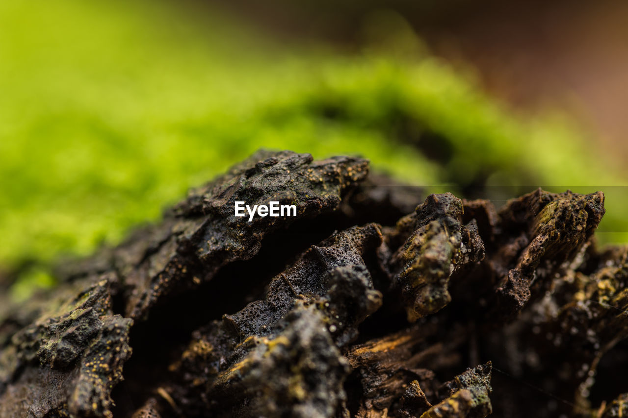 Close-up of moss on rock