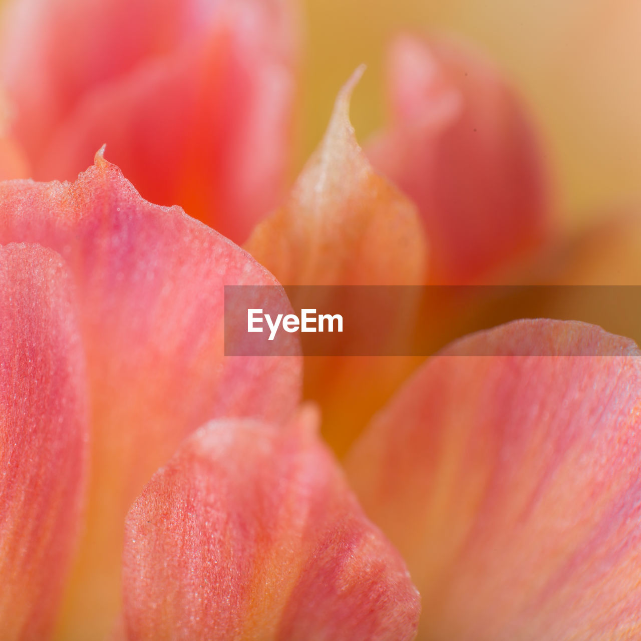 CLOSE-UP OF PINK ROSE FLOWER