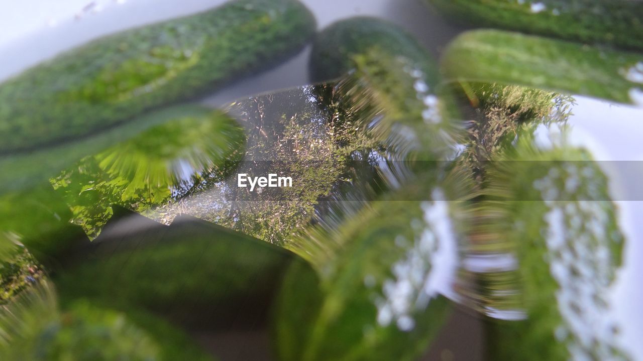 Close-up of plants against blurred background