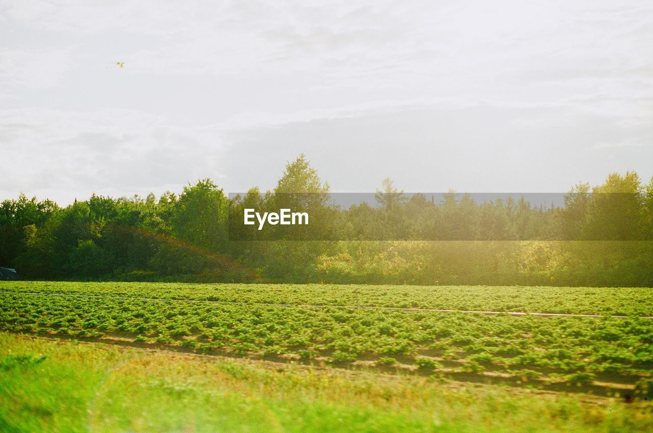 SCENIC VIEW OF FARM AGAINST SKY