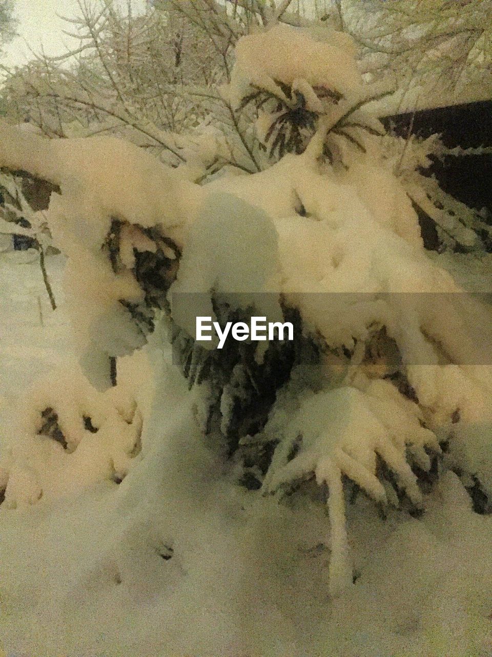 HIGH ANGLE VIEW OF CROCODILE IN SNOW