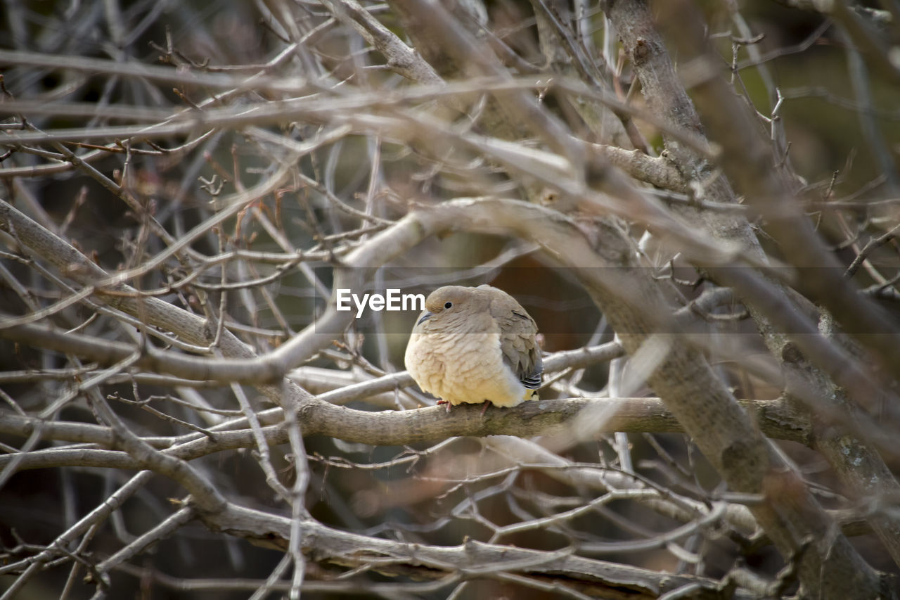 CLOSE-UP OF BIRD PERCHING ON TREE