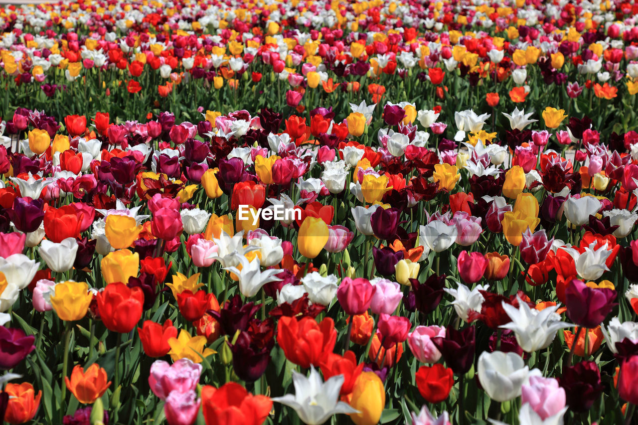 FULL FRAME SHOT OF TULIPS