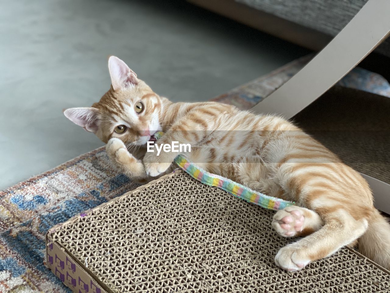 HIGH ANGLE VIEW PORTRAIT OF CAT RESTING
